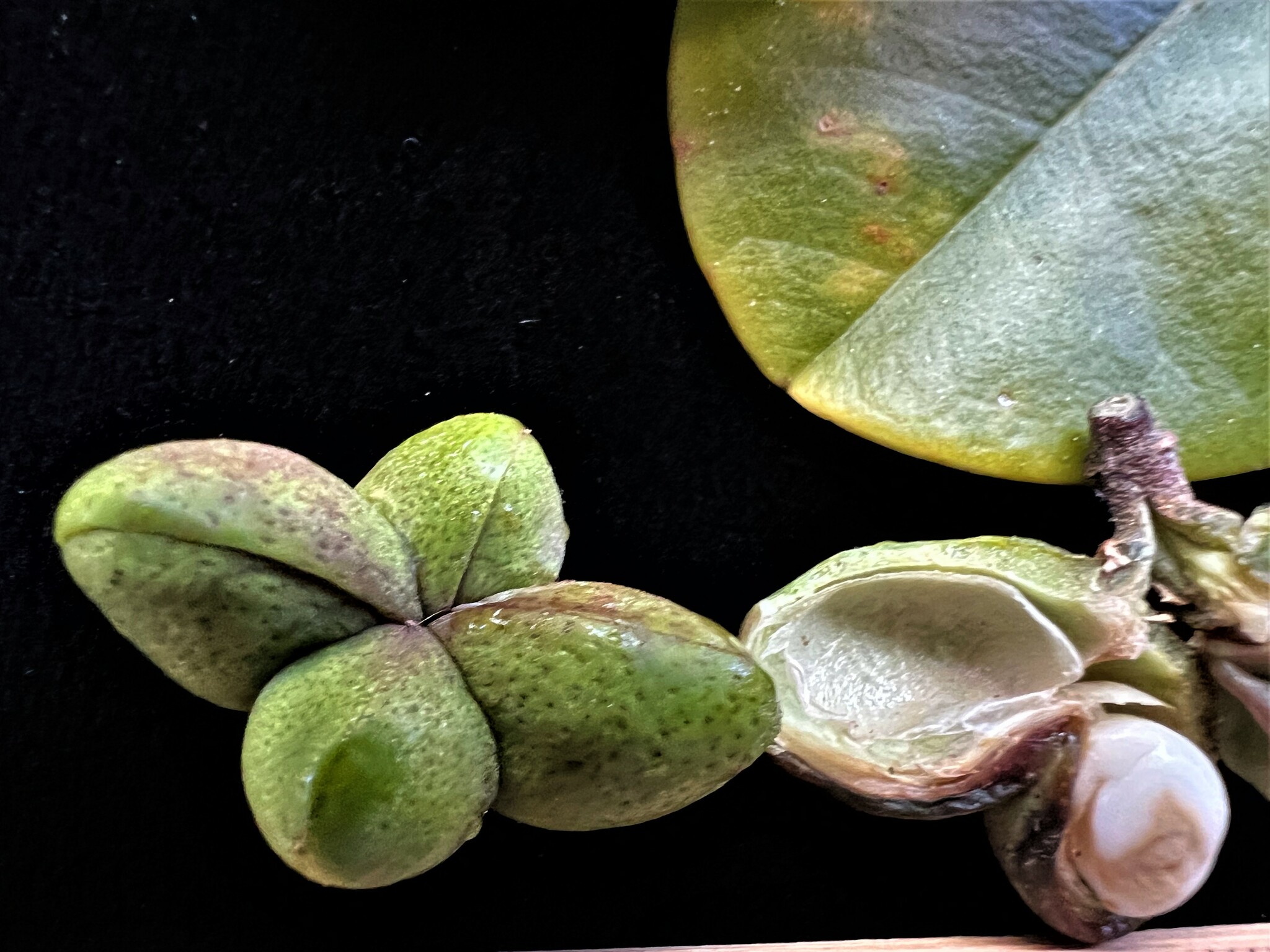 Melicope cruciata