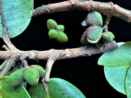 Melicope cruciata