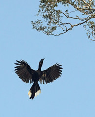 Anthracoceros malayanus