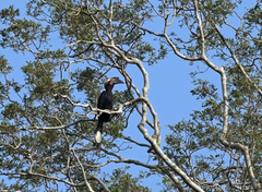 Anthracoceros malayanus