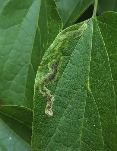 Elm Agromyzid Leafminer photo 3