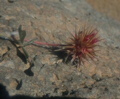 Trifolium stellatum image