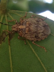 Antiteuchus tripterus