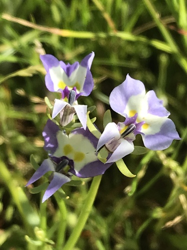 iNaturalist observation photo of Doublehorn Calicoflower