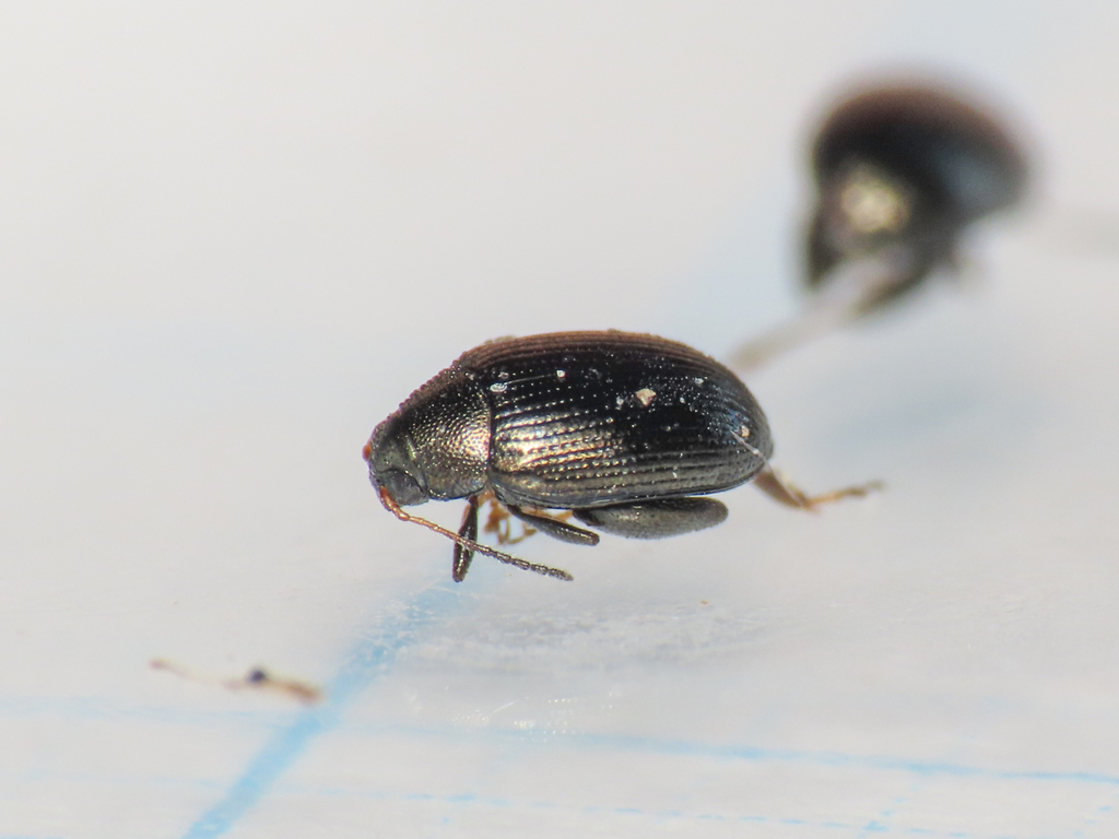 Chaetocnema tibialis