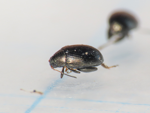 Chaetocnema tibialis