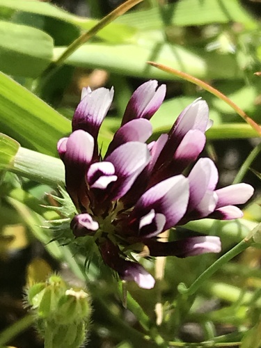 iNaturalist observation photo of white-tipped clover