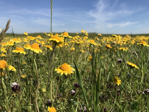 iNaturalist observation photo of goldfields
