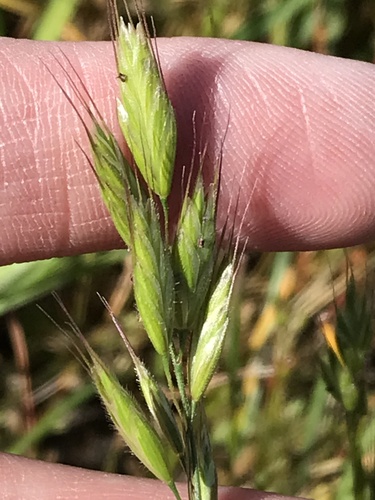 iNaturalist observation photo of common soft brome