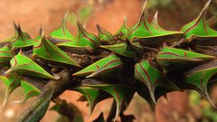 Umbonia spinosa