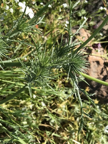 iNaturalist observation photo of Great Valley Coyote-thistle