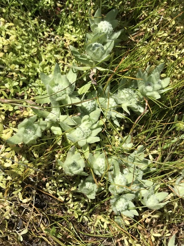 iNaturalist observation photo of low woolly marbles