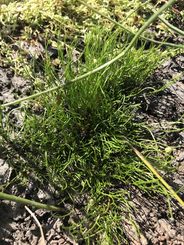 iNaturalist observation photo of monocots