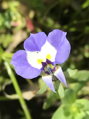 iNaturalist observation photo of Doublehorn Calicoflower
