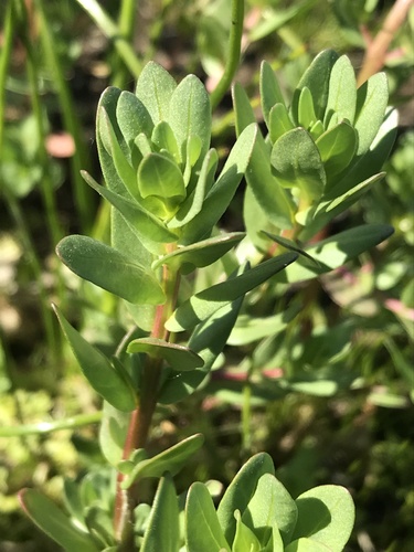 iNaturalist observation photo of Hyssop Loosestrife