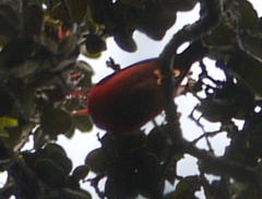 Drepanis coccinea