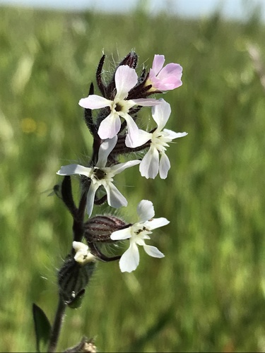 iNaturalist observation photo of Small-flowered Catchfly