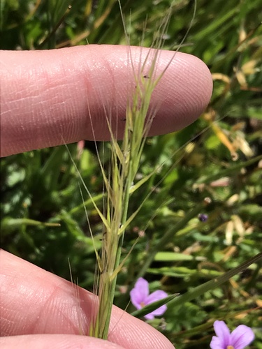 iNaturalist observation photo of Fescues