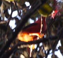 Drepanis coccinea