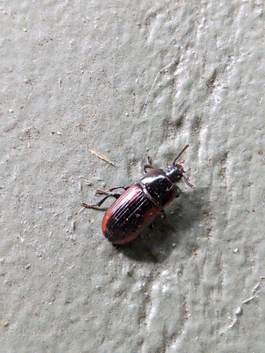 Eutochia lateralis observed 2023-04-21