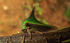 Umbonia spinosa