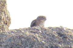 Ammospermophilus interpres