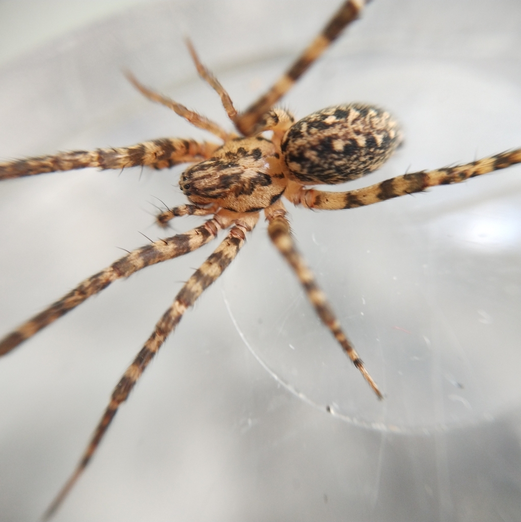 Tegenaria campestris