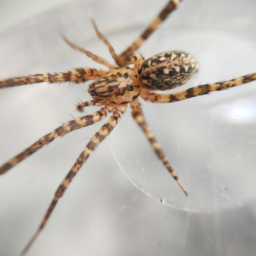 Tegenaria campestris
