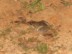 Leptodactylus bolivianus
