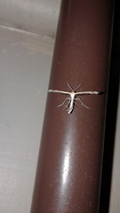 Stangeia xerodes
