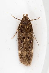 Bryotropha affinis