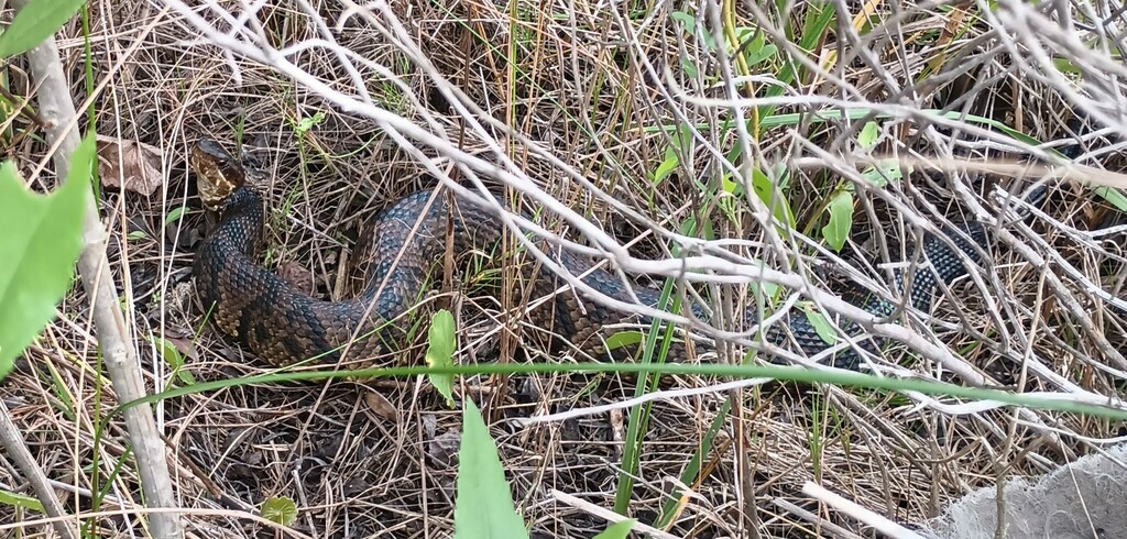 Northern Cottonmouth from Harrison, Mississippi, United States on April ...