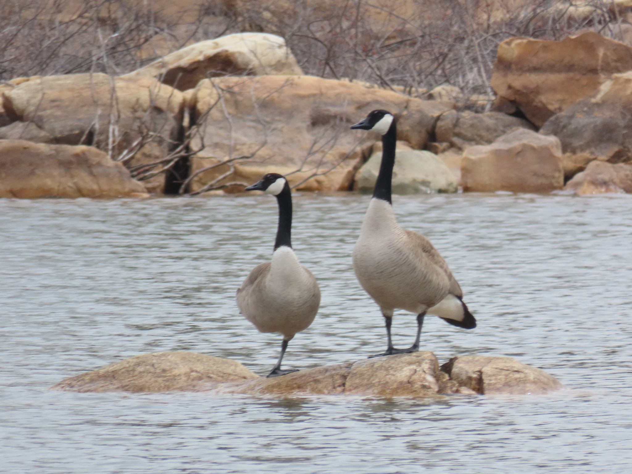 Canada Goose