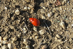 Leptinotarsa rubiginosa