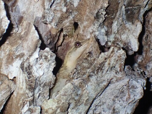 Chiang Mai Dwarf Gecko, Hemiphyllodactylus chiangmaiensis