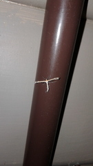 Stangeia xerodes