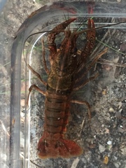 Procambarus enoplosternum