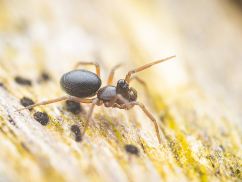 Trichopterna cito