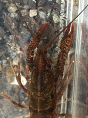 Procambarus enoplosternum