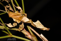 Phyllocrania paradoxa