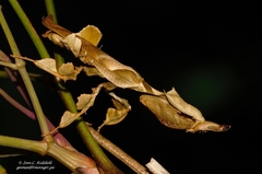 Phyllocrania paradoxa