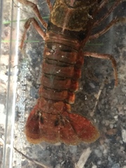 Procambarus enoplosternum