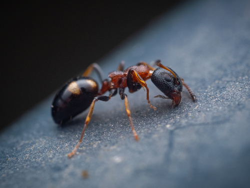 Dolichoderus quadripunctatus photo 4