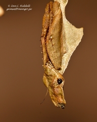 Phyllocrania paradoxa