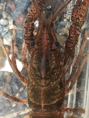 Procambarus enoplosternum