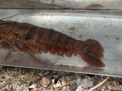 Procambarus enoplosternum