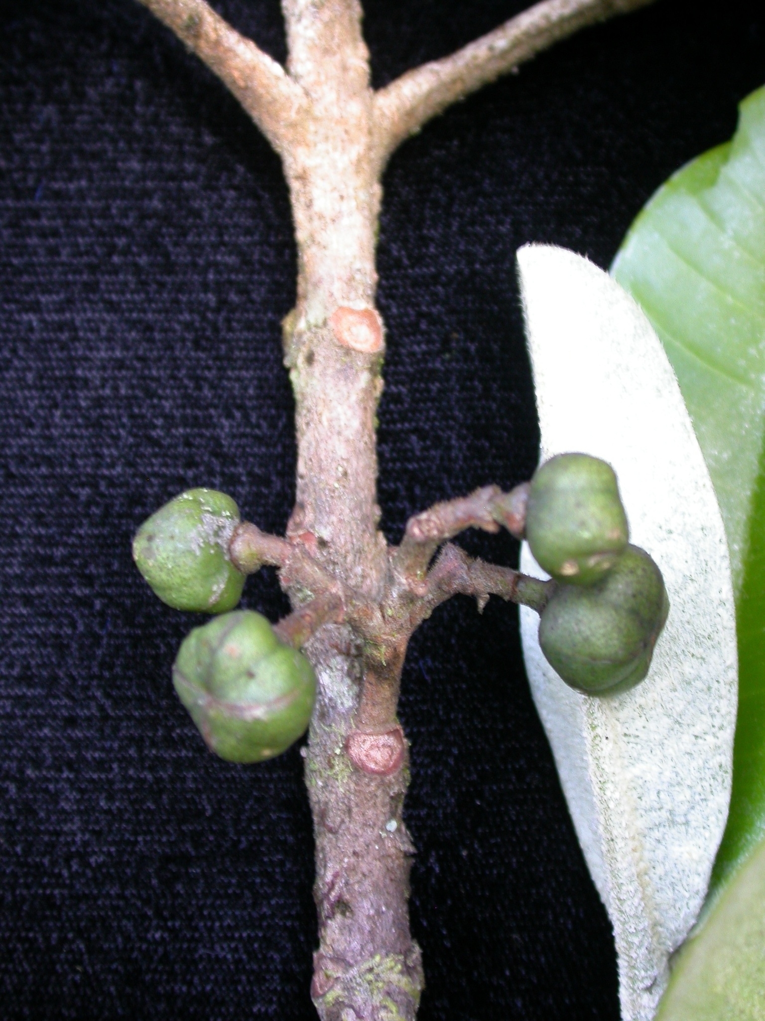 Melicope degeneri
