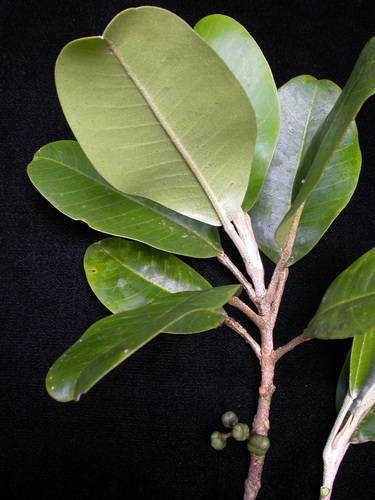 Melicope degeneri