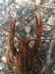 Procambarus enoplosternum