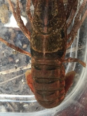 Procambarus enoplosternum